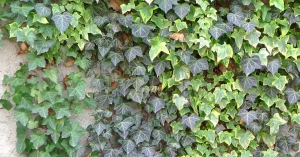 Ivy (Hedera)