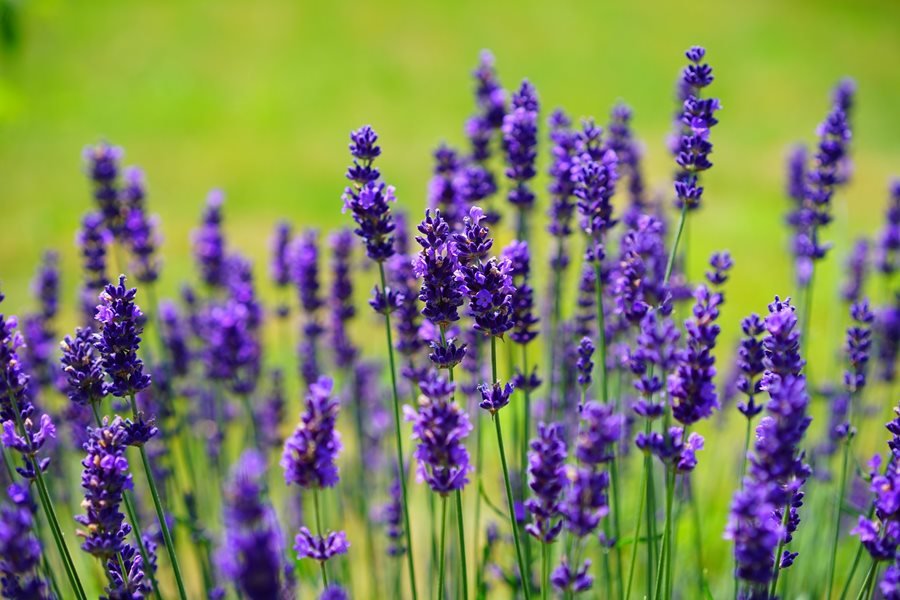 Lavender - Charming Flowers - Florists in India