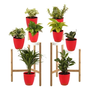 Leafy Tales Set of 8 Air Purifying Plants Combo- Areca Palm, Sansevieria Green, Golden, Green & White Money Plant, Plant, ZZ Plant, Jade and Dwarf Syngonium, Red Plastic Pot