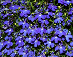 Lobelia - Charming Flowers - Florists in India