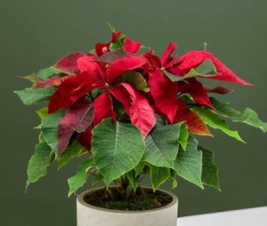 Poinsettia - Charming Flowers - Florists in India