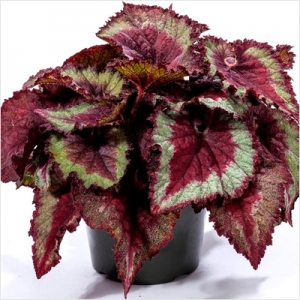 Rex Begonia - Charming Flowers - Florists in India