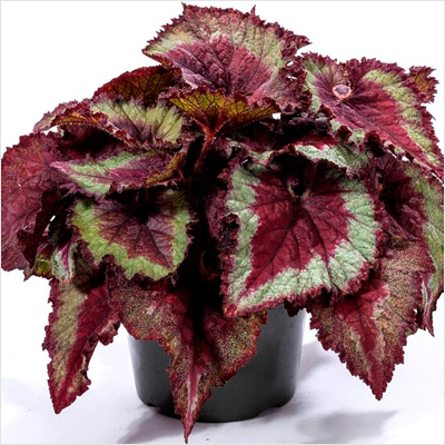 Rex Begonia - Charming Flowers - Florists in India