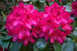 Rhododendrons - Charming Flowers - Florists in India