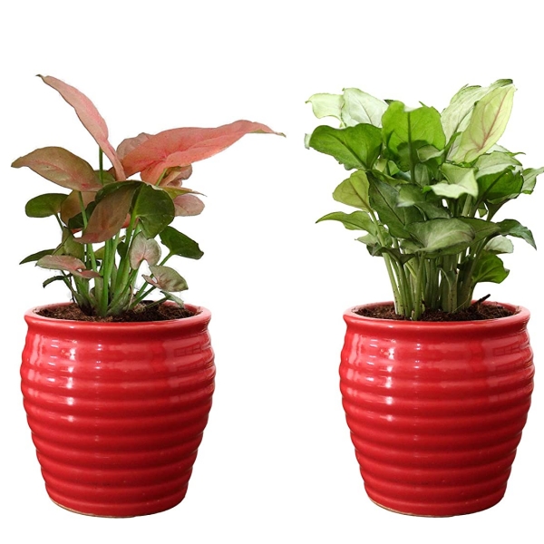 Rolling Nature Combo of Good Luck Air Purifying Live Pink Syngonium and Green Syngonium Plant in Red Ceramic Pot