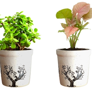 Rolling Nature Combo of Good Luck Live Syngonium Pink Plant and Jade Plant in White Jar Aroez Ceramic Pot