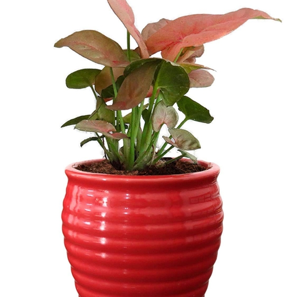 Rolling Nature Good Luck Air Purifying Live Pink Syngonium Plant in Red Ceramic Pot