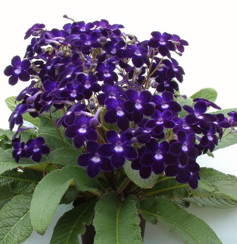 Streptocarpus