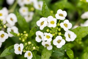 Sweet Alyssum - Charming Flowers - Florists in India